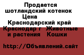 Продается шотландский котенок › Цена ­ 1 500 - Краснодарский край, Краснодар г. Животные и растения » Кошки   